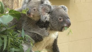 コアラ | 動物図鑑 | ZFC.jp