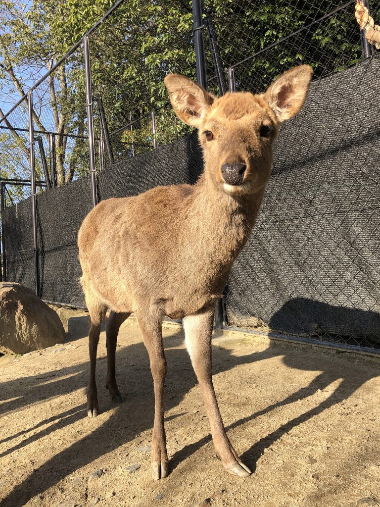 ホンシュウジカ | | 京都市動物園