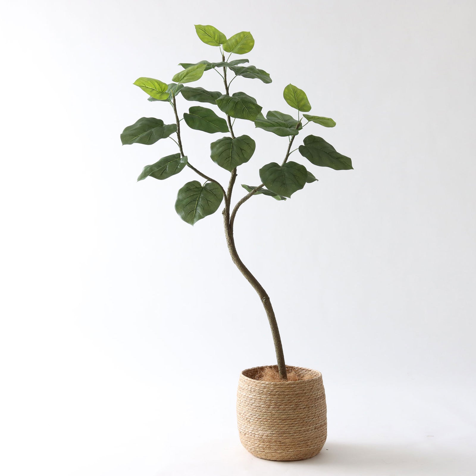 フィカス・ウンベラータ | プレミアム光触媒フェイクグリーン 造花