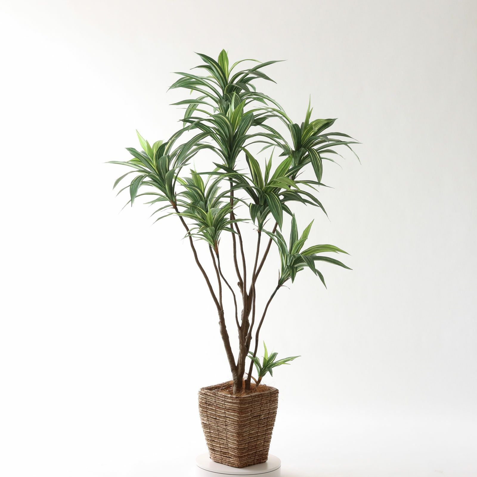 No8271 プレミアム光触媒フェイクグリーン 「爽やかな斑入り葉