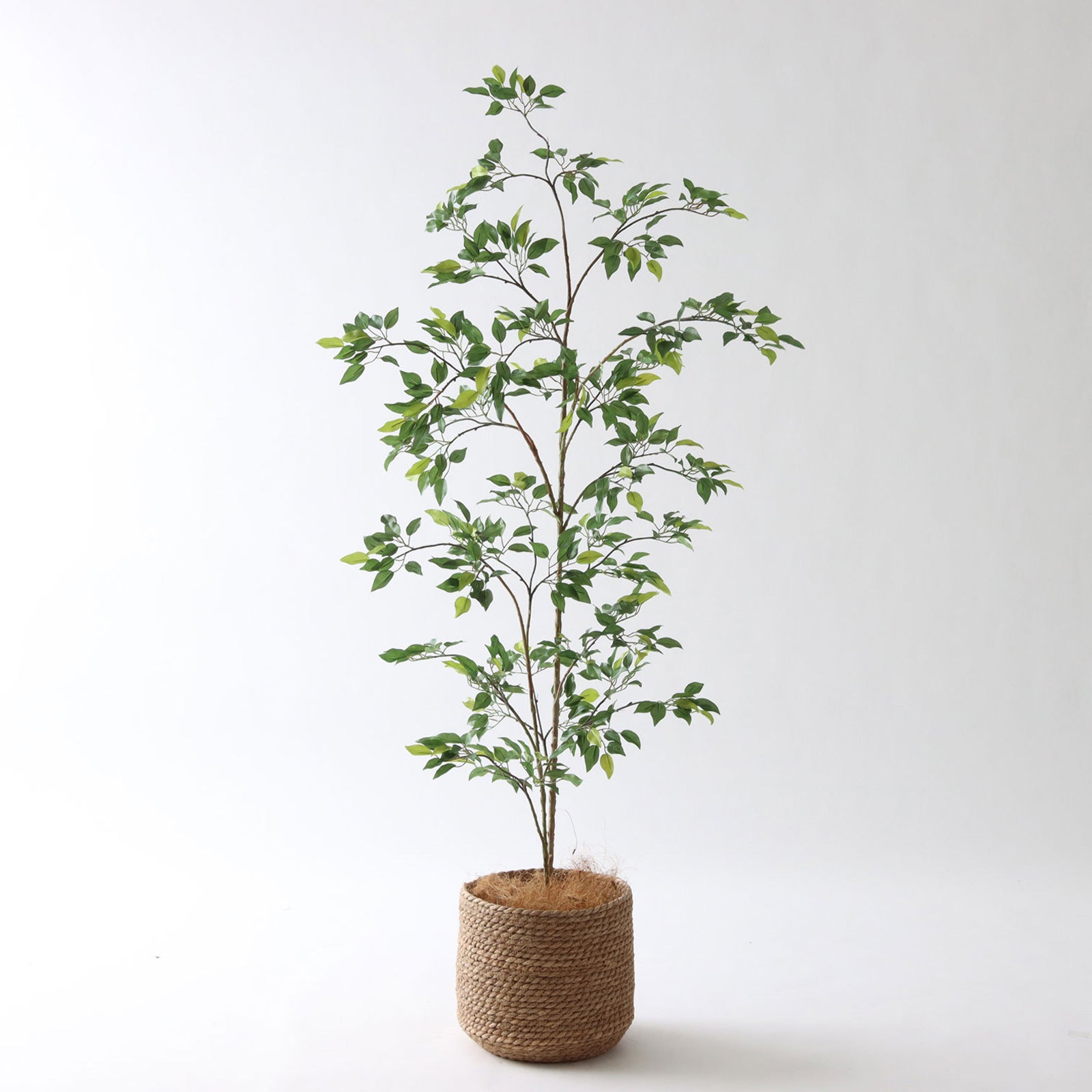 フィカス・ウンベラータ | プレミアム光触媒フェイクグリーン 造花