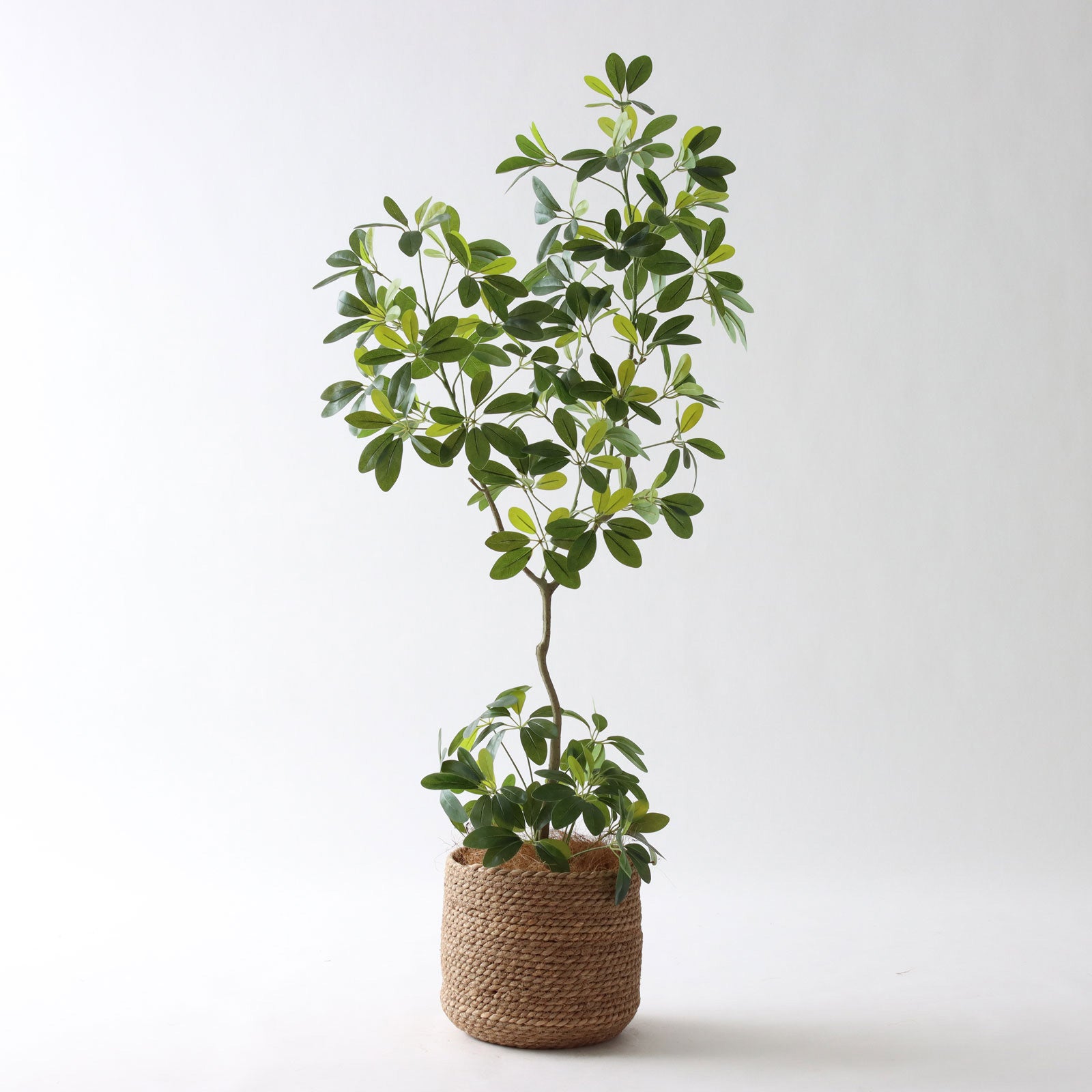 カポック（シェフレラ） | プレミアム光触媒フェイクグリーン 造花