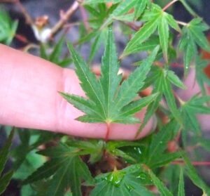 織姫もみじ（オリヒメモミジ）その特徴や取り木っ子 7裂 5裂 取り木