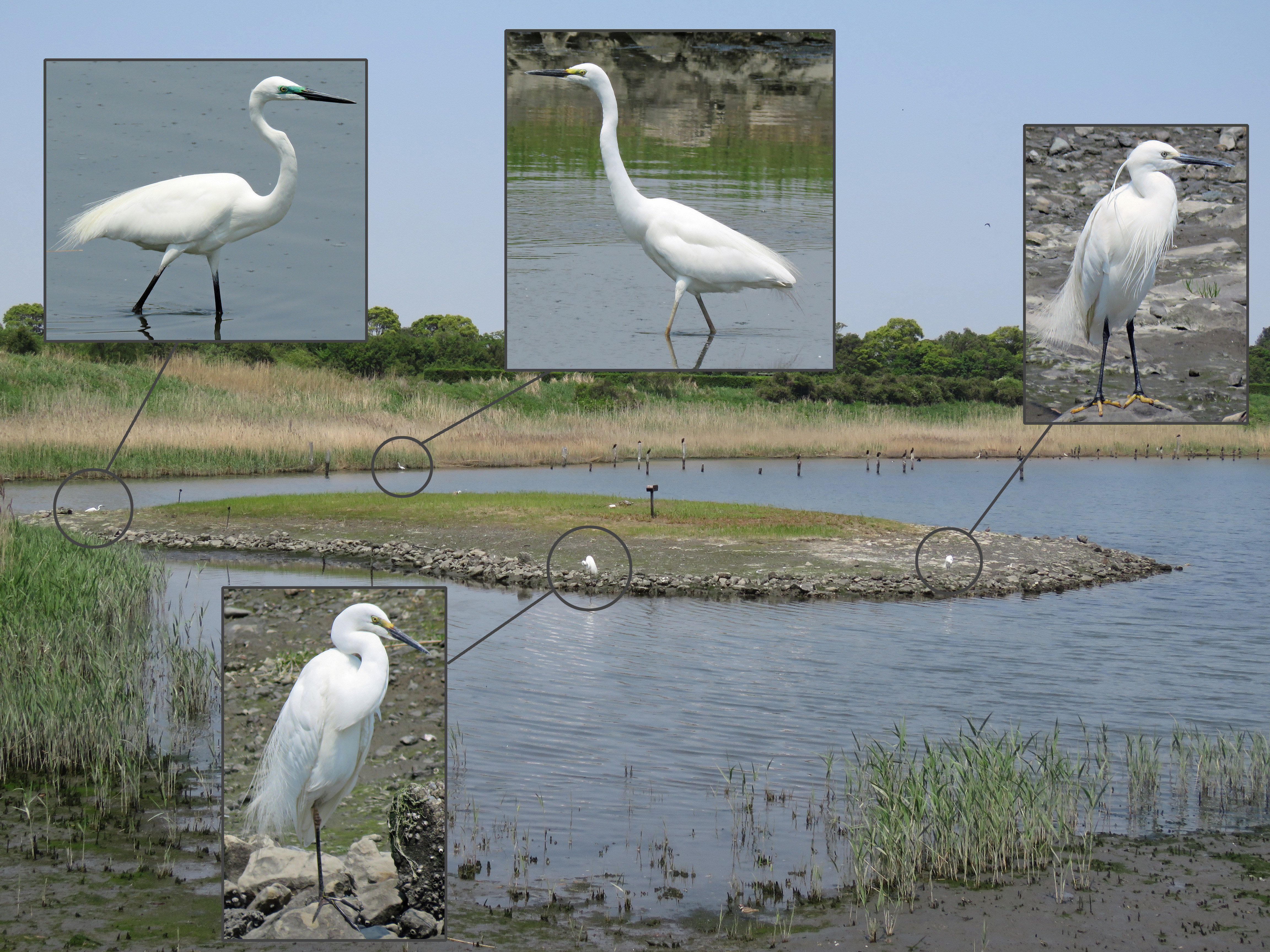 白鷺四種 - 日本の野鳥識別図鑑