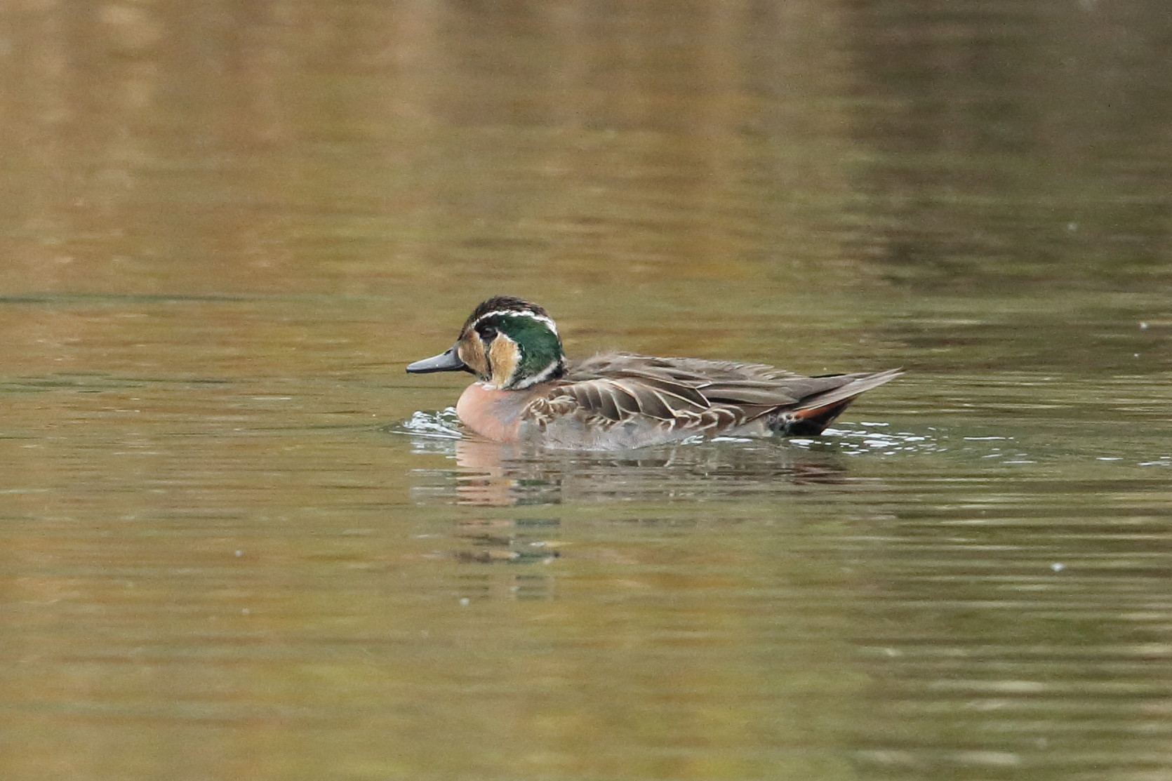 トモエガモ - 日本の野鳥識別図鑑
