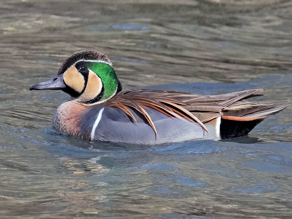 トモエガモ(2026.03.01) - 日本の野鳥識別図鑑