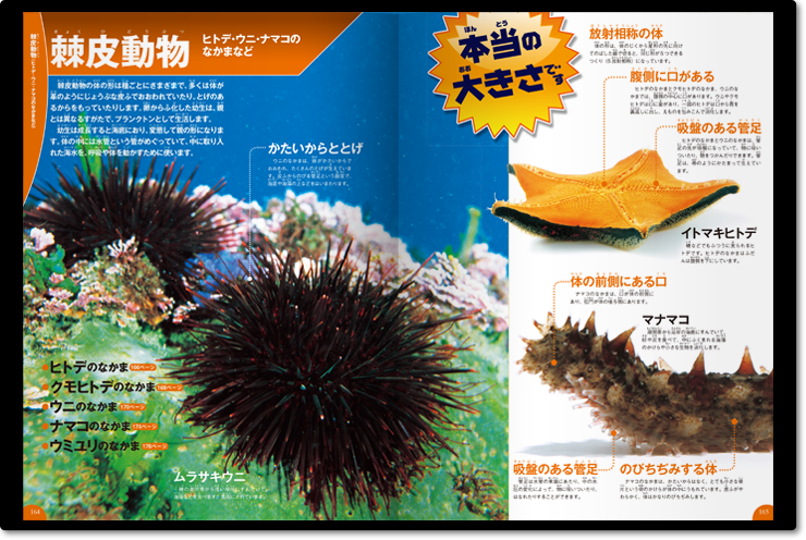水の生き物｜学研の図鑑LIVE｜学研の図鑑（Gakken）