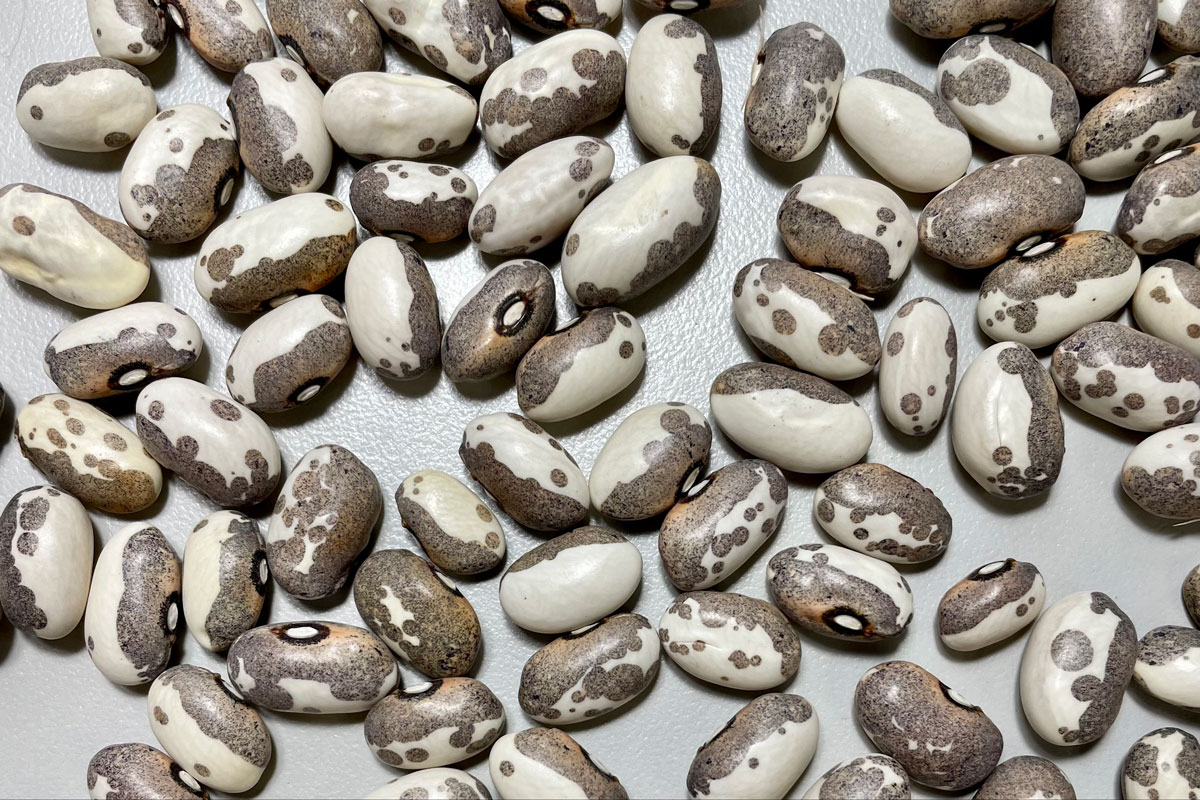 Dapple Grey - Zursun Idaho Heirloom Beans