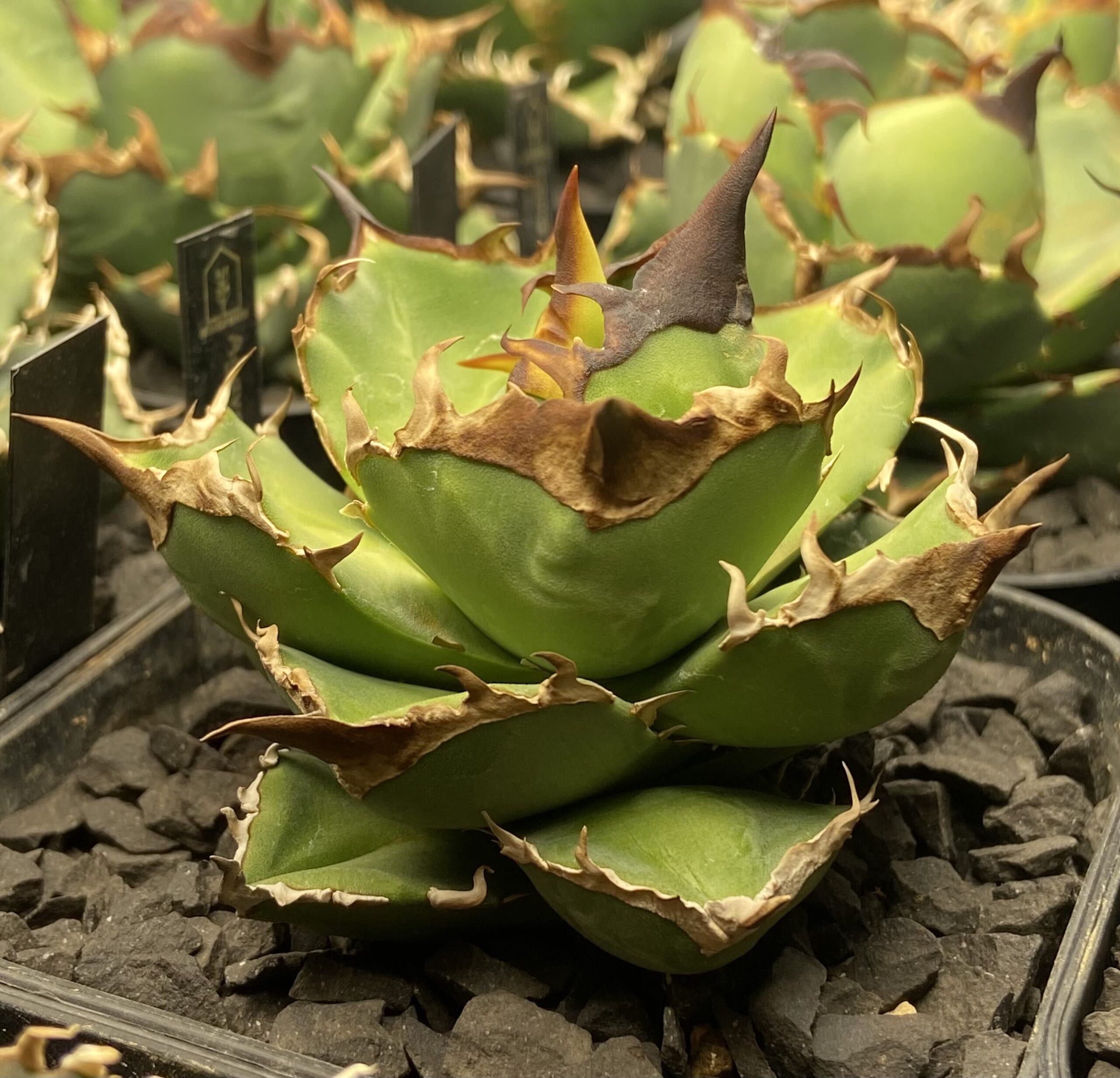 アガベ ハイブリッド 甲蟹×屈原の舞扇 特特選 曲棘 連棘 親株直子 良