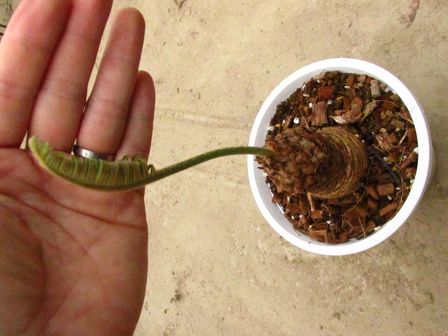 サイカス シアメンシス (Cycas siamensis) タイシルバー | 希少植物の