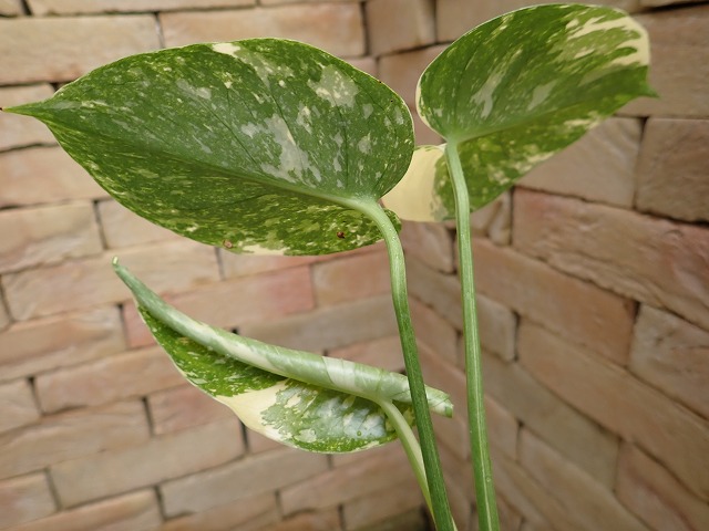 モンステラ デリシオーサ プラチナム(Monstera deliciosa var platinum
