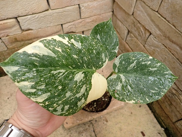 モンステラ デリシオーサ プラチナム(Monstera deliciosa var platinum