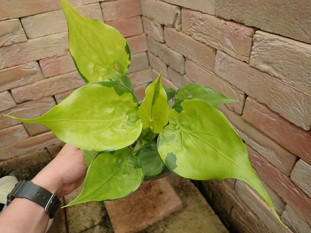 アロカシア ククラータ 永年安定バリエガータ(Alocasia cucullata