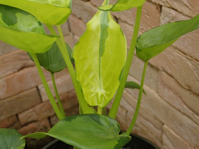 アロカシア ククラータ 永年安定バリエガータ(Alocasia cucullata