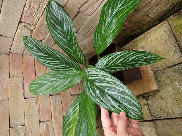 アグラオネマ ニティドゥーム カーティシー Aglaonema nitidum cv