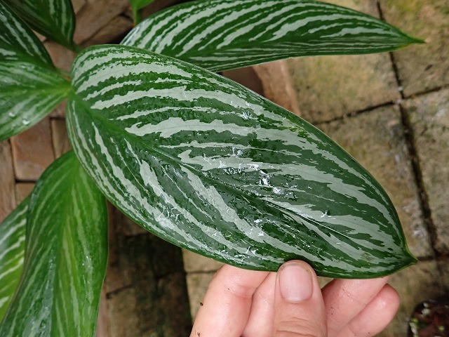 アグラオネマ ニティドゥーム カーティシー Aglaonema nitidum cv