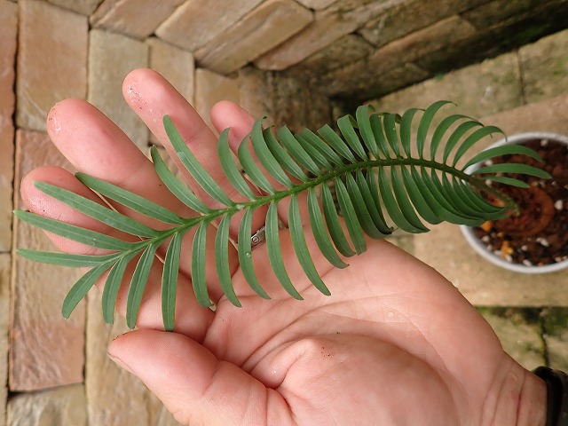 サイカス シアメンシス (Cycas siamensis) タイシルバー | 希少植物の