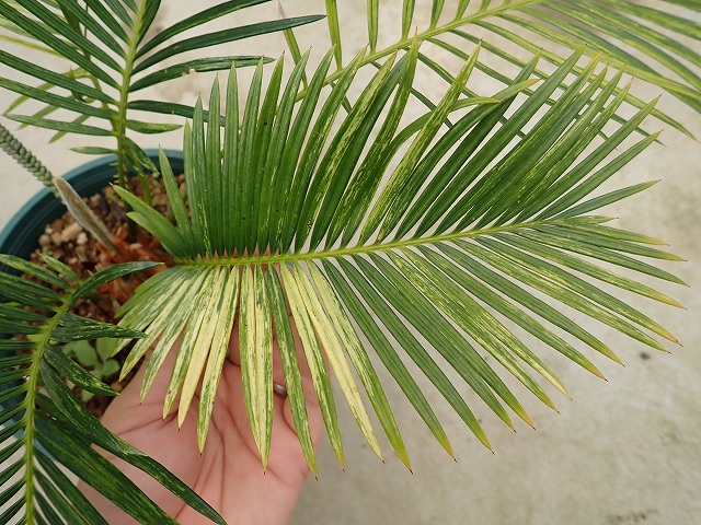 ソテツ 蘇鉄斑入り(Cycas revoluta variegata) | 希少植物の販売