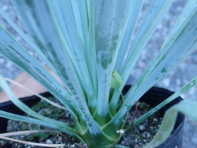 ユッカ ロストラータ シルバーブルー(Yucca rostrata seed selected