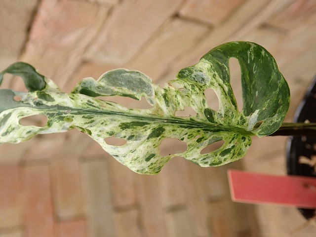 モンステラ アクミナータ ホワイトバリエガータ (Monstera acuminata