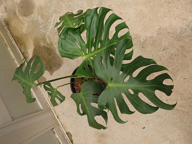 モンステラ デリシオーサ 葉先のカットが強い、これも良い個体 | 希少