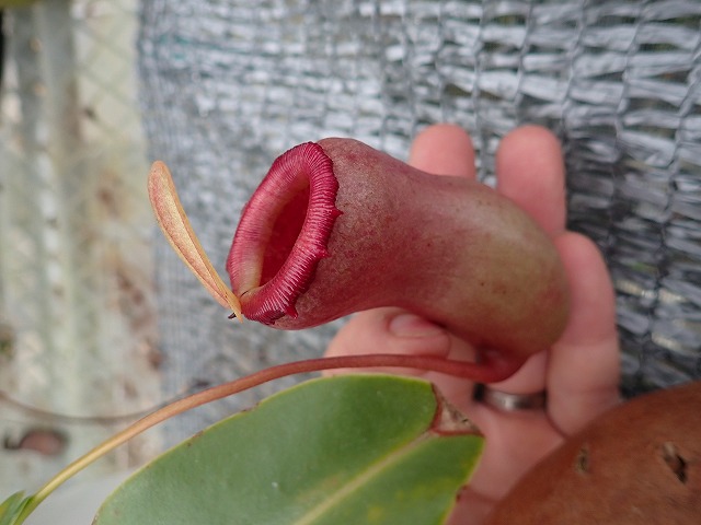 ネペンテス ベントリコーサ ケソン(Nepenthes ventricosa Quezon