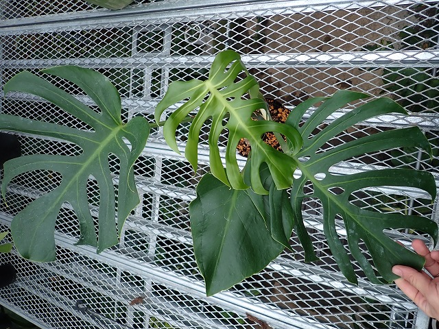 モンステラ デリシオーサ スケルトン オリジナルクローン(Monstera