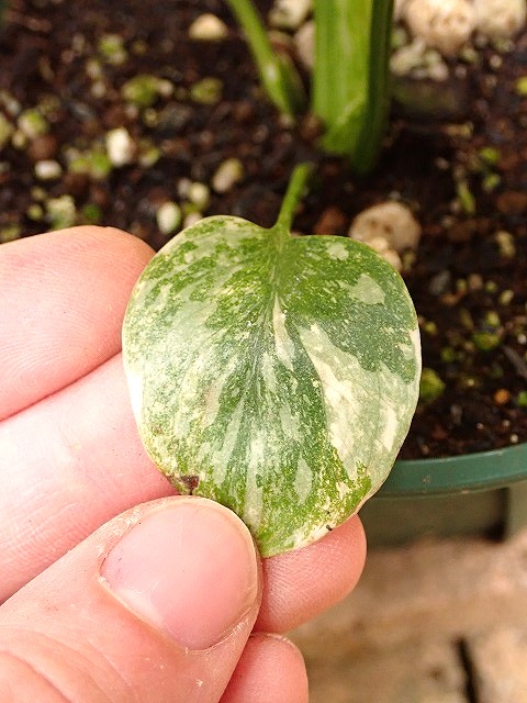 モンステラ デリシオーサ 最高の斑入り (Monstera deliciosa var. TC