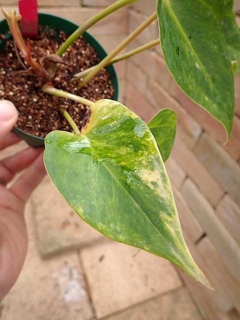 アンスリウム ジェンマニー 斑入り アンスリウムジェンマニー 斑入り