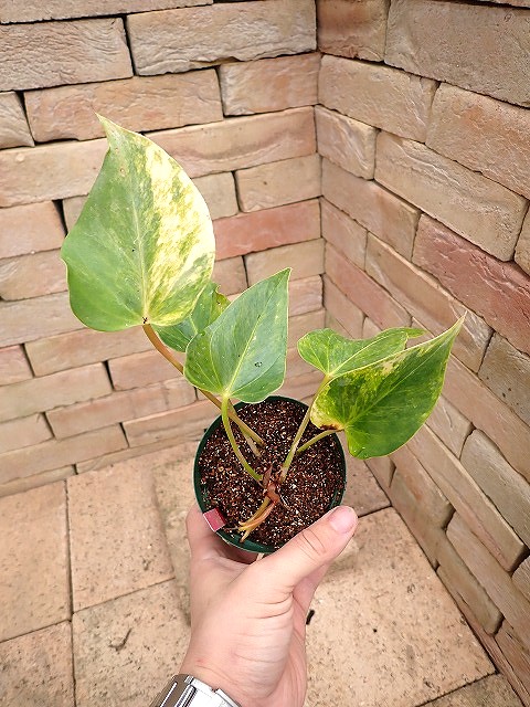 アンスリウム ピンクチャンピョン 斑入り（Anthurium 'Pink Champion