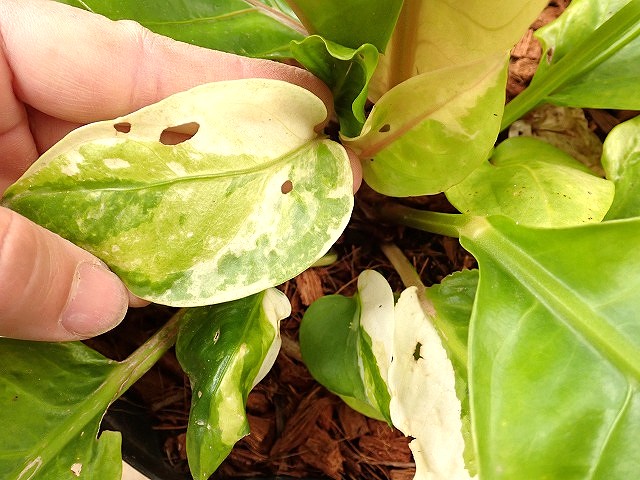 アンスリウム ジャングルキング系統 世にも美しい斑入り | 希少植物の