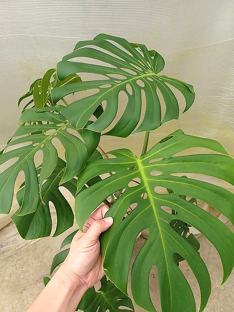 モンステラ デリシオーサ 穴あき良きセレクト | 希少植物の販売
