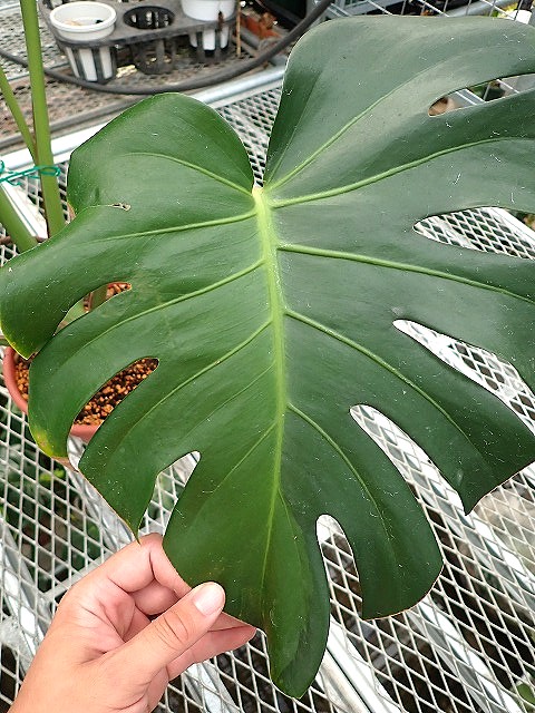 モンステラ デリシオーサ グリーンオングリーン ハーフ 実生斑