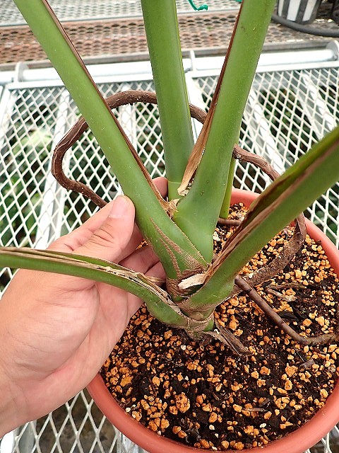 モンステラ デリシオーサ グリーンオングリーン ハーフ 実生斑