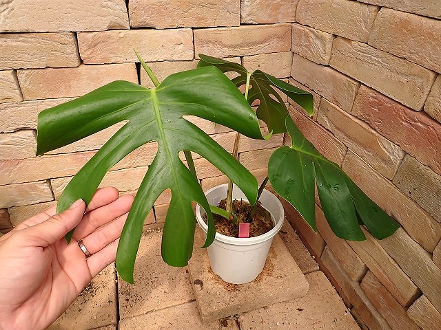 モンステラ デリシオーサ シエラナ(Monstera deliciosa var.Sierrana