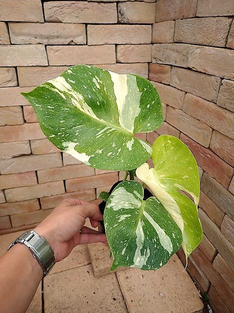 モンステラ デリシオーサ イエローモンスター 特選 超肉厚レモンライム