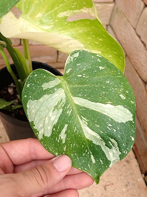 モンステラ デリシオーサ イエローモンスター 特選 超肉厚レモンライム