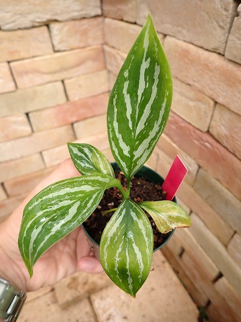 アグラオネマ ニティドゥーム カーティシー Aglaonema nitidum cv