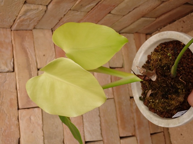 モンステラ デリシオーサ レモン(M.deliciosa var.Lemon) | 希少植物の