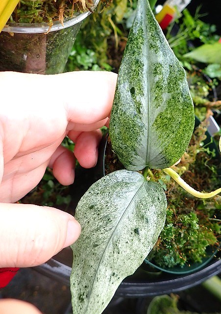 Pictum tricolor(極彩色アグラ) | 希少植物の販売 アグラオネマ専門