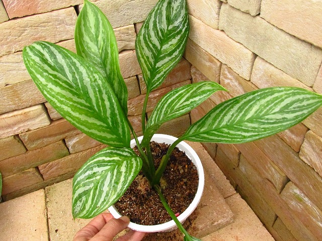 Aglaonema nitidum 