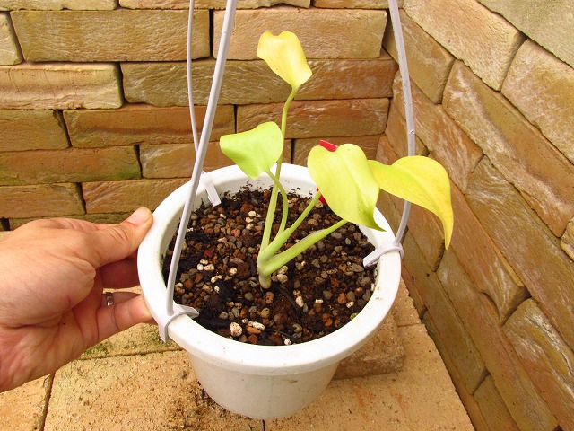 モンステラ デリシオーサ 黄金葉の貴重な1株(Monstera deliciosa