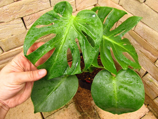 モンステラ デリシオーサ コンパクタ ミューテーション(Monstera