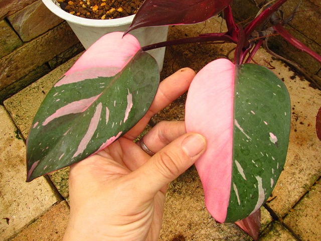 フィロデンドロン ピンクプリンセス 大株美麗斑('Philodendron pink