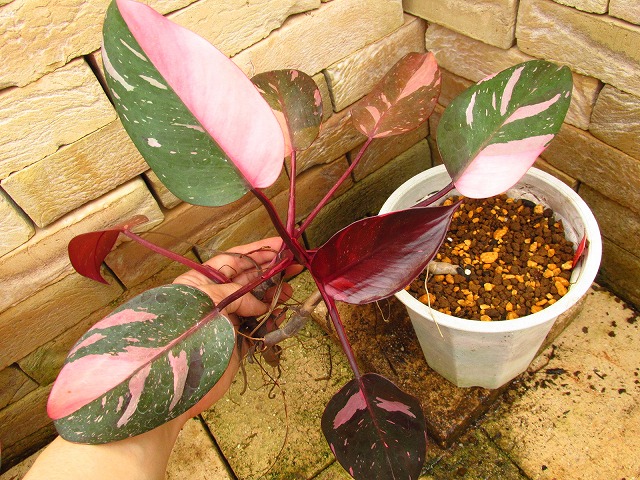 フィロデンドロン ピンクプリンセス 大株美麗斑('Philodendron pink