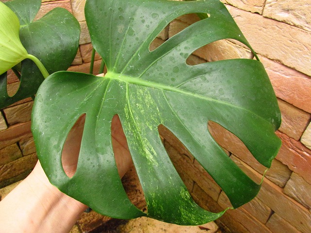 モンステラ デリシオーサ ミント斑(Monstera deliciosa Mint variegata