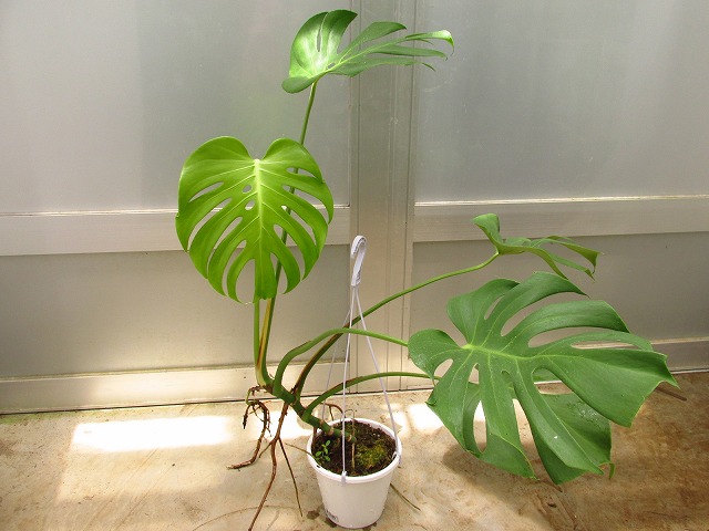 モンステラ デリシオーサ 切れ込み深い個体(Monstera deliciosa deep