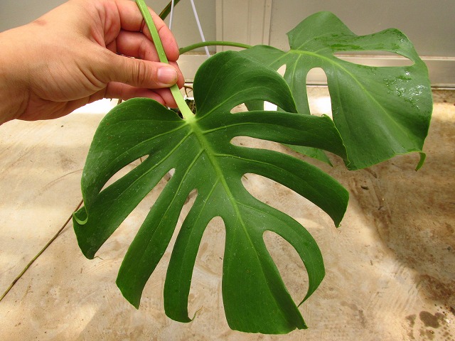 モンステラ デリシオーサ 切れ込み深い個体(Monstera deliciosa deep