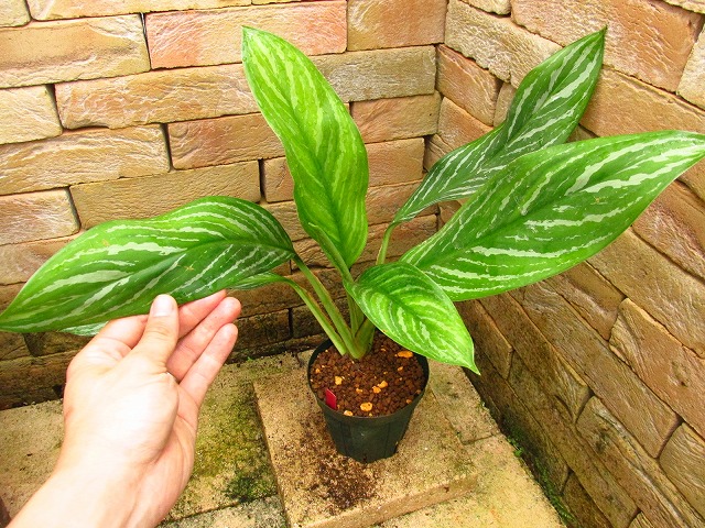 アグラオネマ ニティドゥーム カーティシー (Aglaonema nitidum