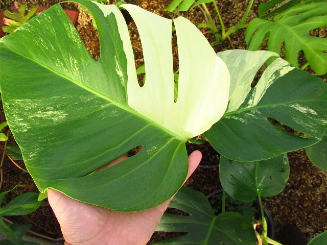 モンステラ ボルシギアナ セブブルーミント (Monstera deliciosa var